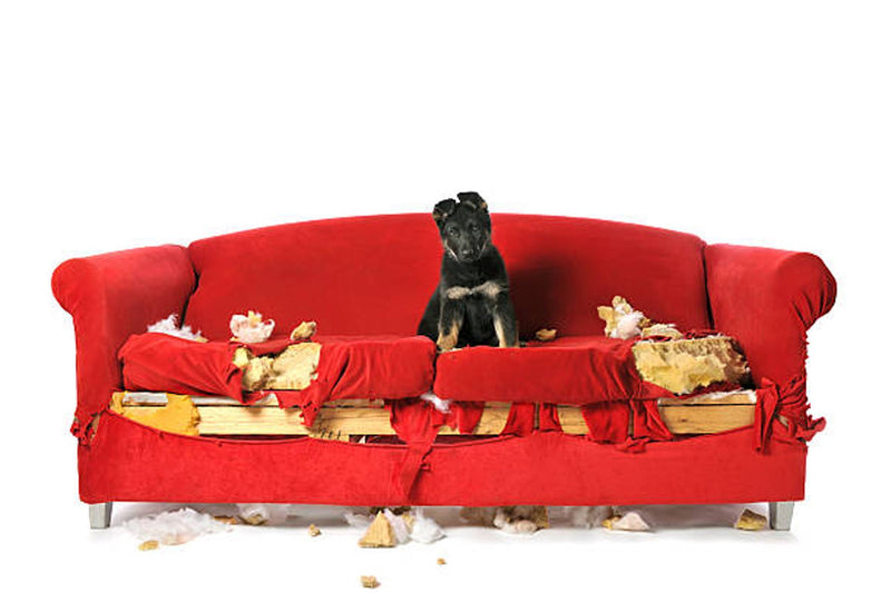 How To Buy Quality Sofa That Won’t Fall Apart